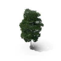 Downy Birch Tree 11.4m PNG & PSD Images