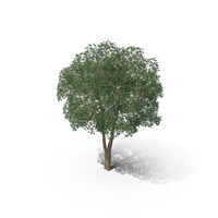 Yellow Birch Tree PNG & PSD Images