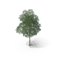 Yellow Birch Tree PNG & PSD Images