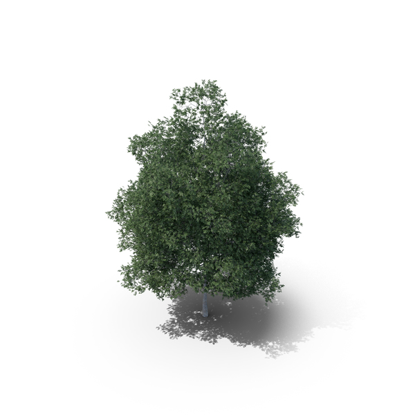 Common Hornbeam Tree PNG & PSD Images