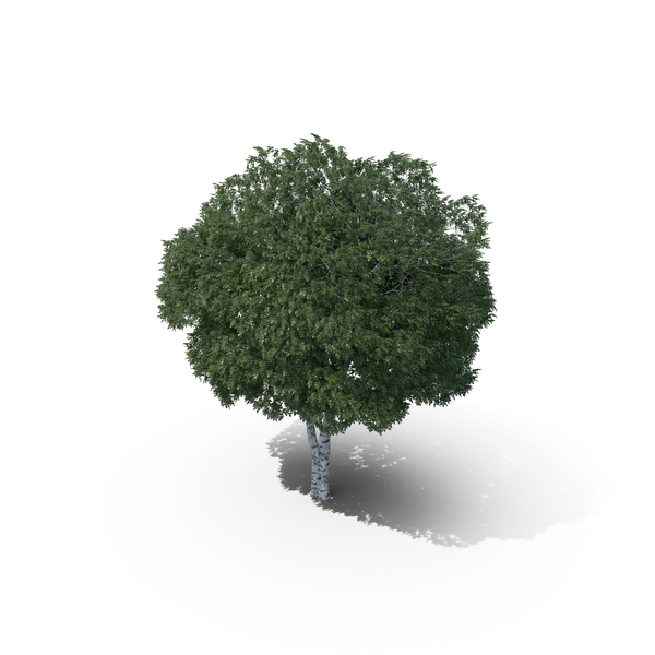 Silver Birch Tree PNG & PSD Images