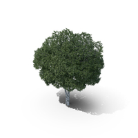 Silver Birch Tree PNG & PSD Images