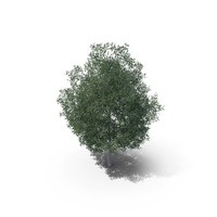 Common Hornbeam Tree PNG & PSD Images