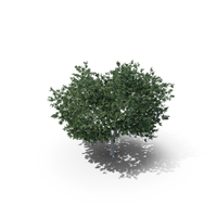 Common Hornbeam Tree PNG & PSD Images