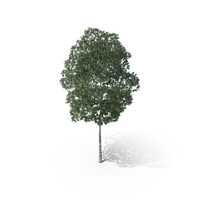 Silver Birch Tree PNG & PSD Images