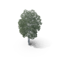 Silver Birch Tree PNG & PSD Images