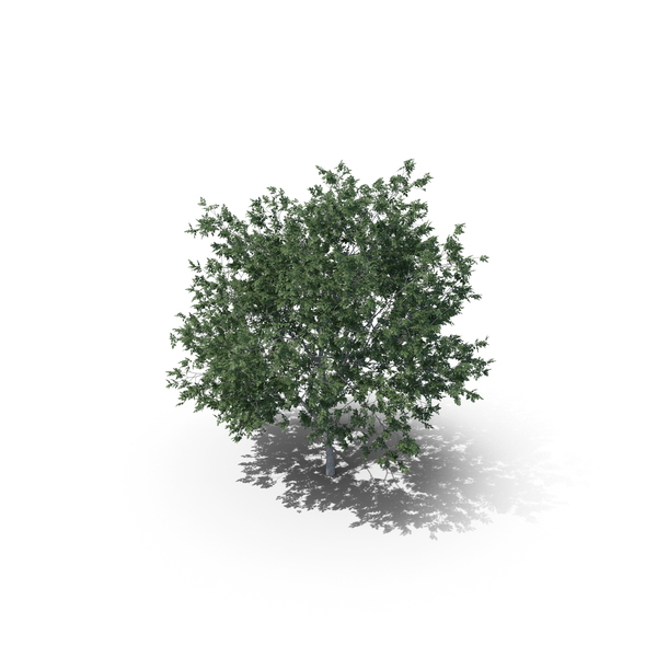 Common Hornbeam Tree PNG & PSD Images