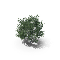 Common Hornbeam Tree PNG & PSD Images