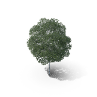 Silver Birch Tree PNG & PSD Images