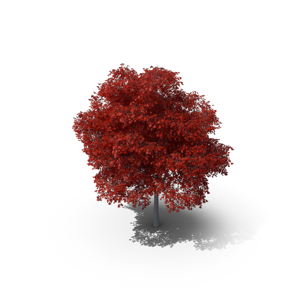 Red Oak Young Tree Winter PNG Images &amp; PSDs for Download | PixelSquid - S11787000B