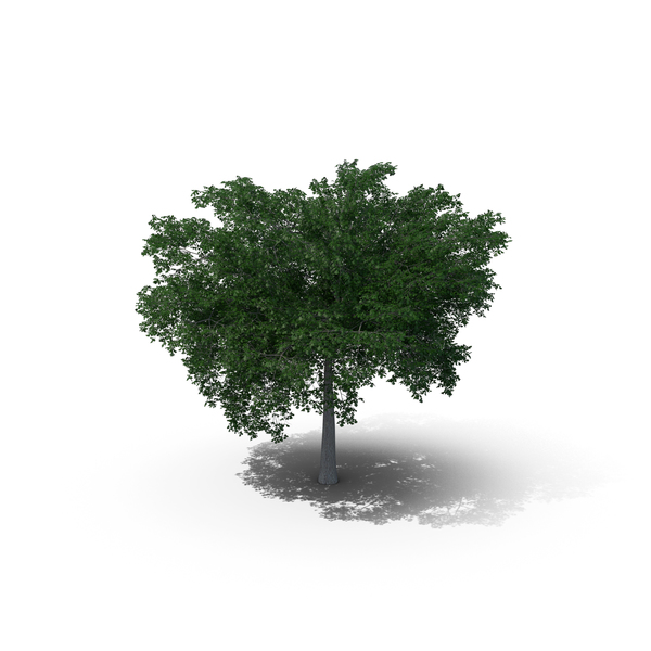 Northern Red Oak Tree PNG & PSD Images