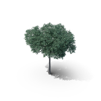 Northern Red Oak Tree PNG & PSD Images