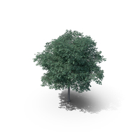 Northern Red Oak Tree PNG & PSD Images