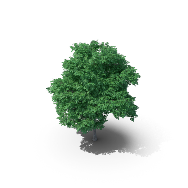 English Oak Tree PNG & PSD Images