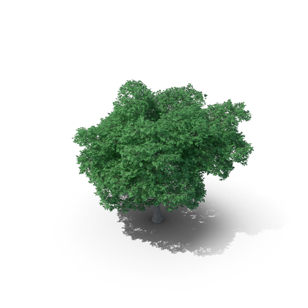 English Oak Tree PNG & PSD Images