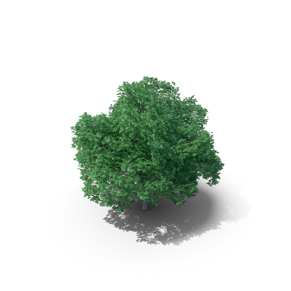 English Oak Tree PNG & PSD Images