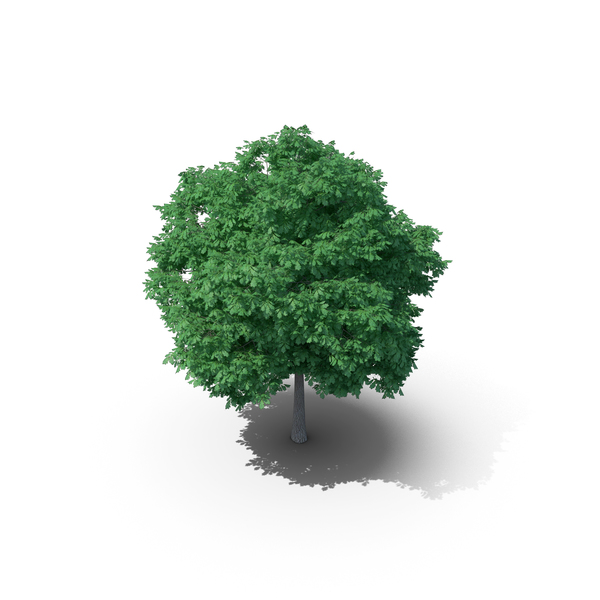 English Oak Tree PNG & PSD Images