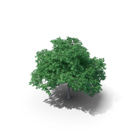 English Oak Tree PNG & PSD Images