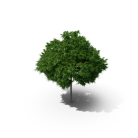 Japanese Maple Tree PNG & PSD Images
