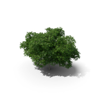 Japanese Maple Tree PNG & PSD Images