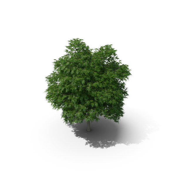 Japanese Maple Tree PNG & PSD Images