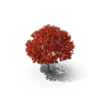 Red Maple Tree PNG & PSD Images