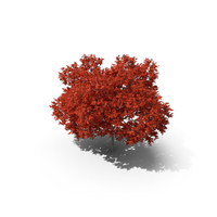 红枫树PNG和PSD图像