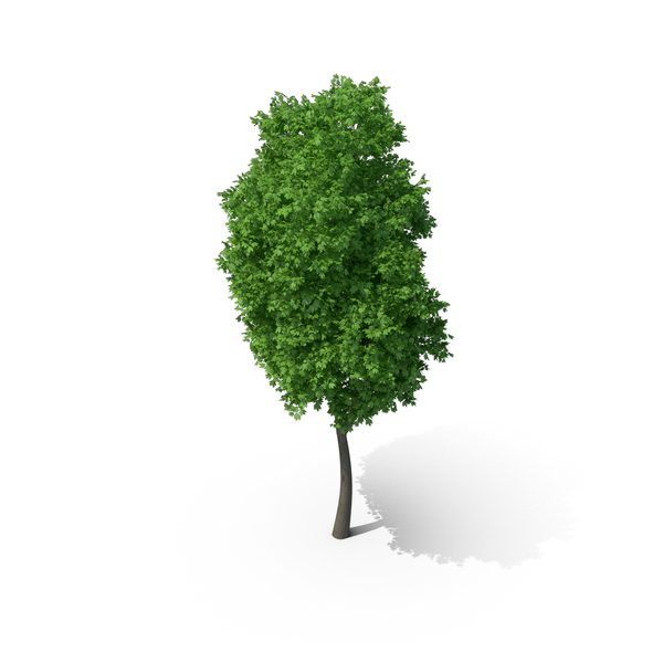 Norway Maple Tree PNG & PSD Images