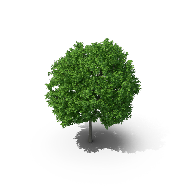 Norway Maple Tree PNG & PSD Images