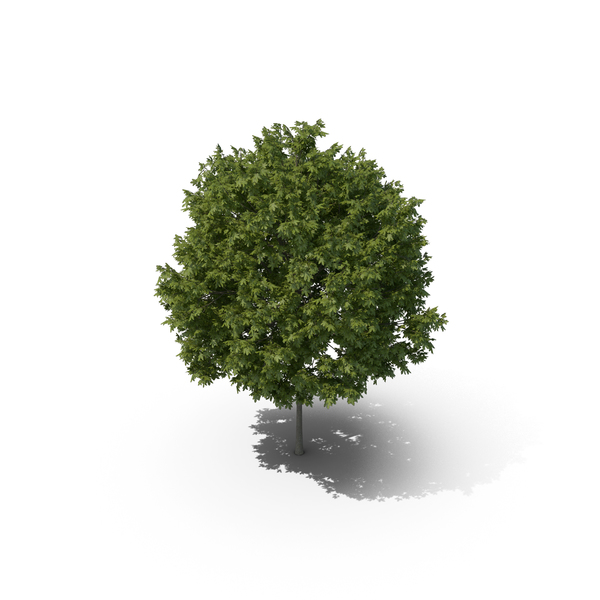 Greek Maple Tree PNG & PSD Images
