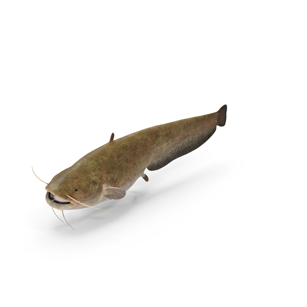 Catfish PNG & PSD Images