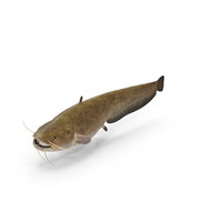 Catfish PNG & PSD Images