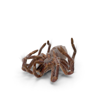 Goliath Birdeater Dead Pose with Fur PNG & PSD Images