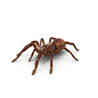 Goliath Birdeater PNG & PSD Images