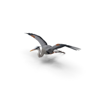Great Blue Heron in Flight PNG & PSD Images