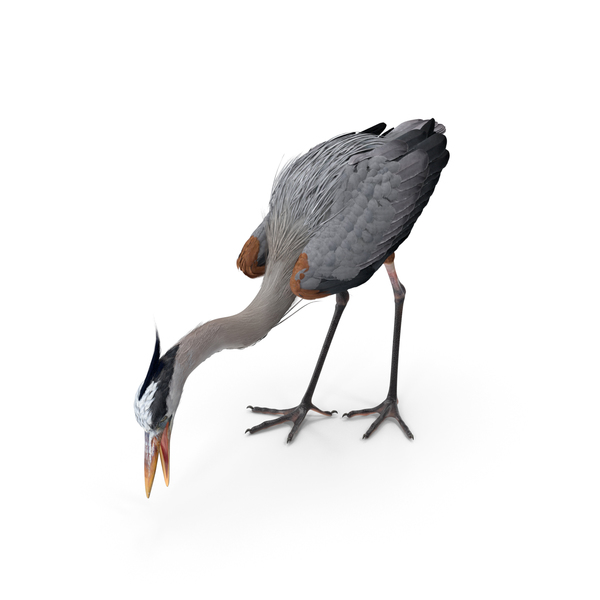 Great Blue Heron Standing Pose PNG & PSD Images