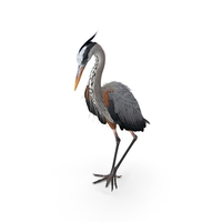 Grey Heron Standing on One Leg PNG & PSD Images