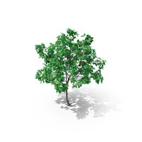Lilac Tree PNG & PSD Images