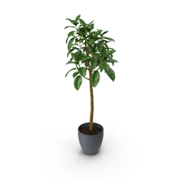 Rubber Tree Plant PNG & PSD Images