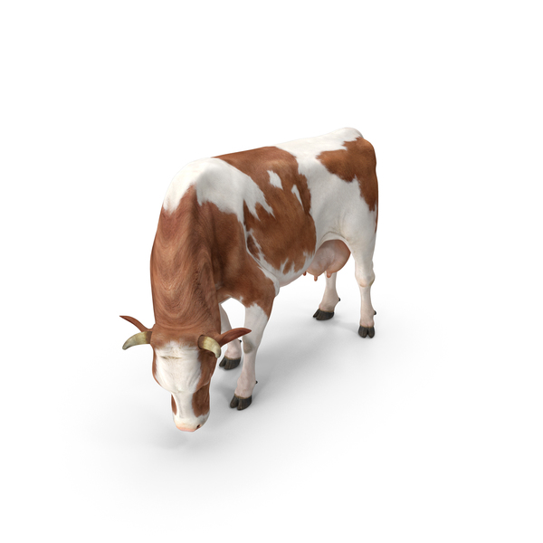Holstein Cow Eating Pose PNG & PSD Images