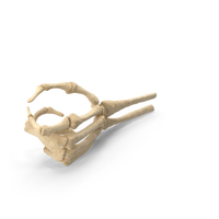 Skeleton Hand Thumb Object Hold Pose PNG & PSD Images