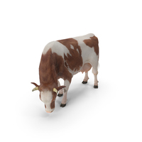 Holstein Cow Eating Pose with Fur PNG & PSD Images