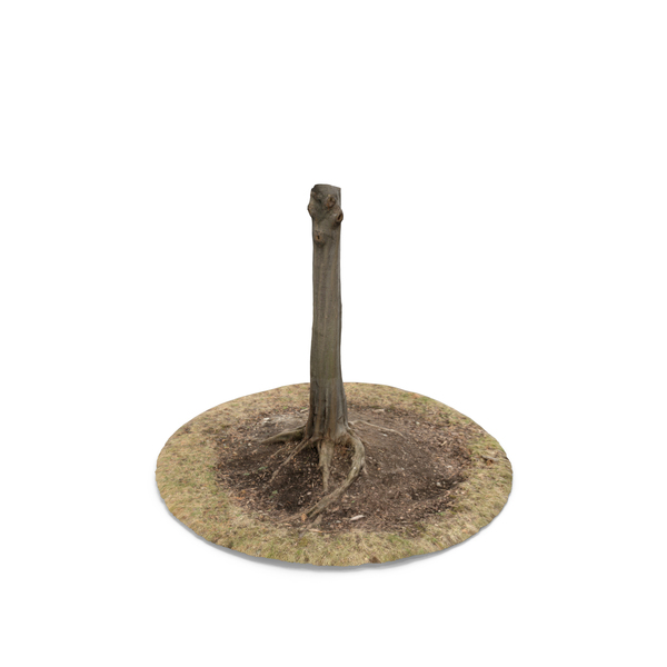 Tree Trunk PNG & PSD Images