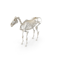 Horse Skeleton pc PNG & PSD Images