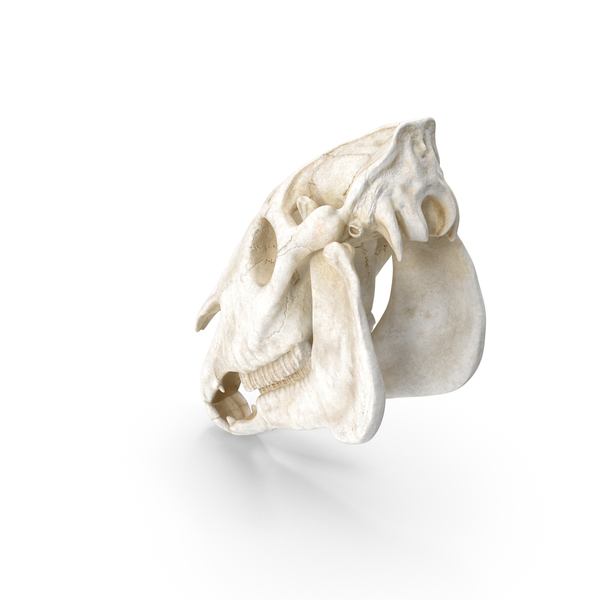 Horse Skull PNG & PSD Images