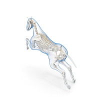 Jumping Horse Envelope with Skeleton PNG & PSD Images