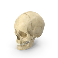 Caucasoid Female Skull PNG & PSD Images
