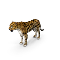 Leopard PNG & PSD Images