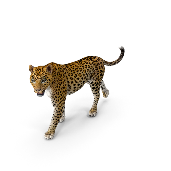 Leopard Walking Pose PNG & PSD Images