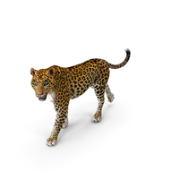 Leopard Walking Pose PNG & PSD Images